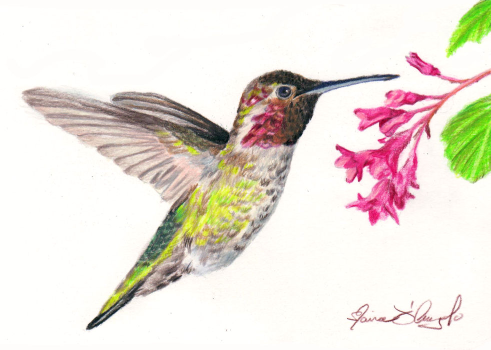 Hummingbird - Flying Anna
