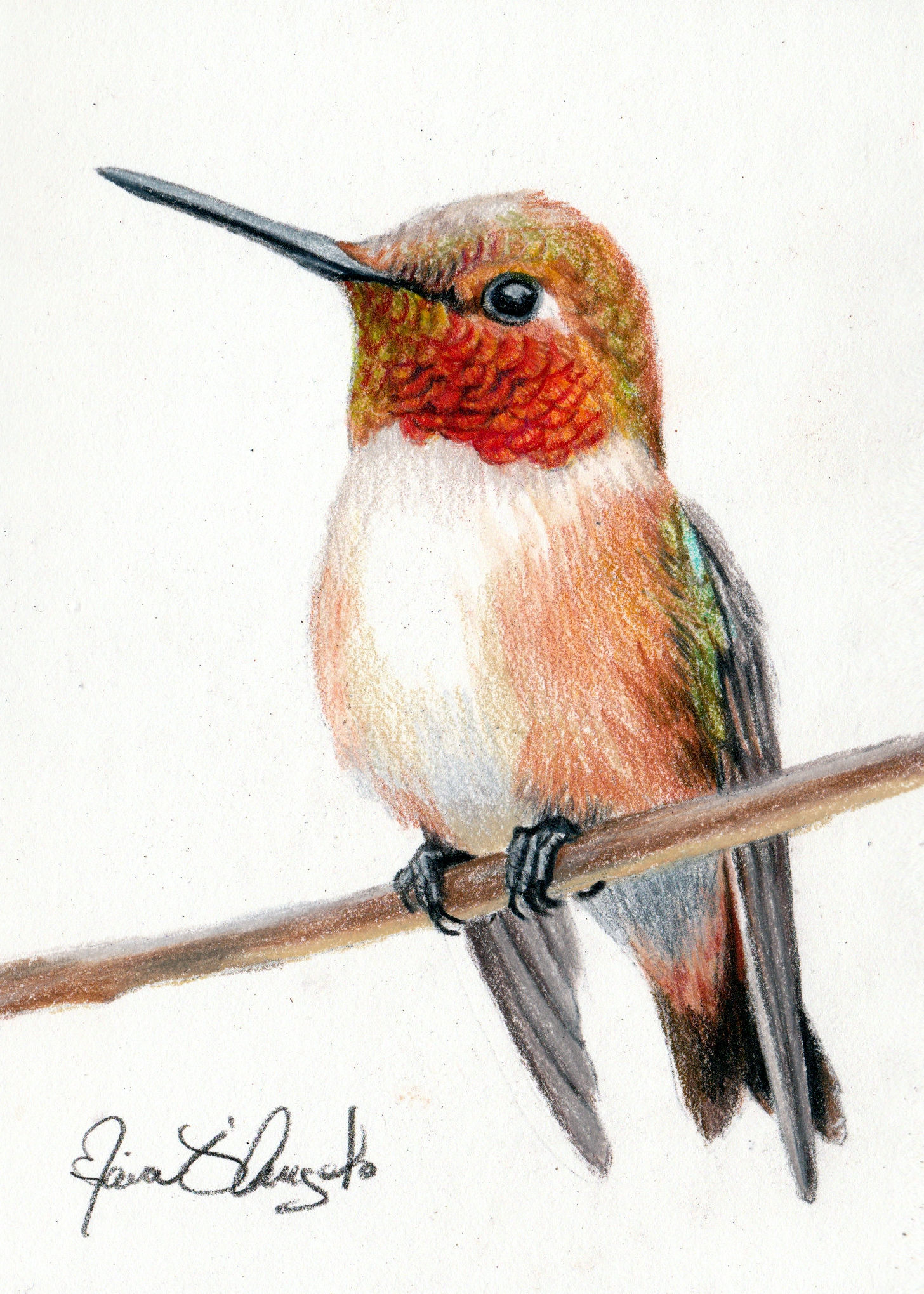 bird - amber jewel