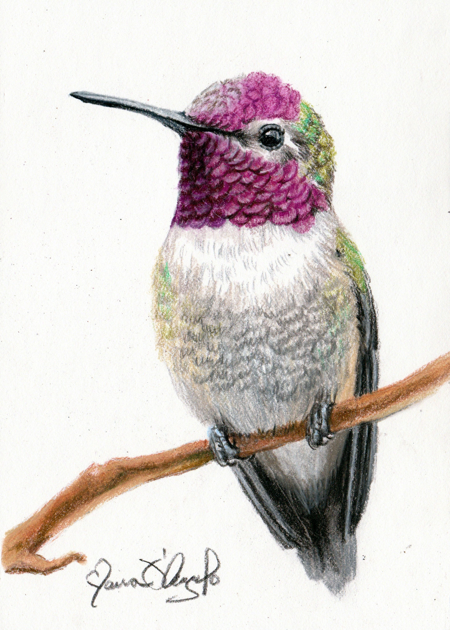 bird - amethyst jewel