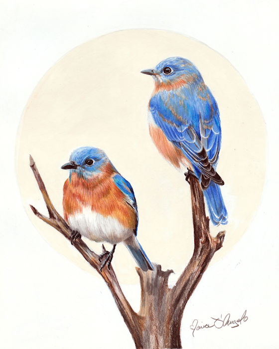 bird - bluebird buddies