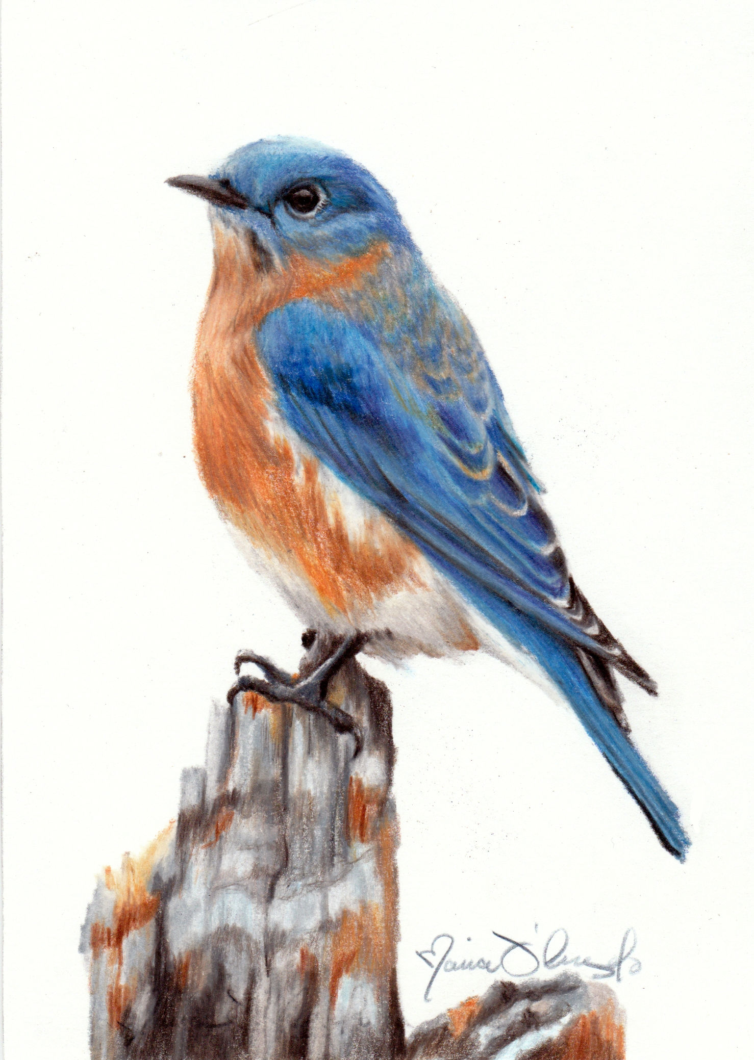 bird - bluebird
