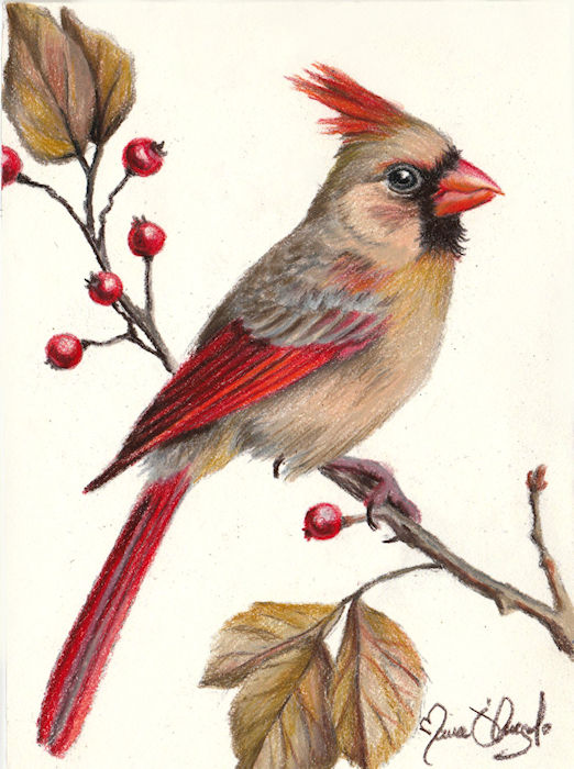 bird - cardinal female