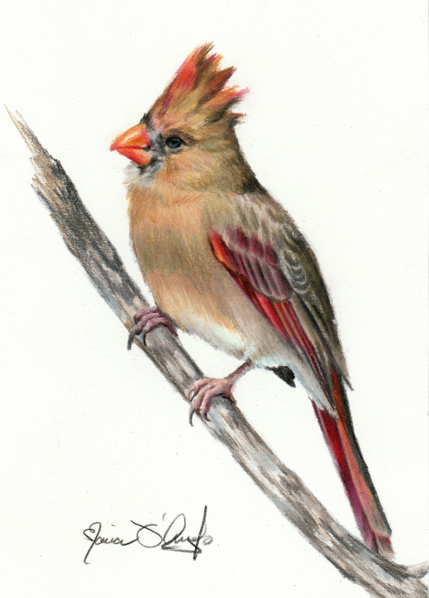 bird - cardinal-female