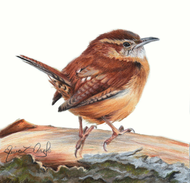 bird - carolina wren