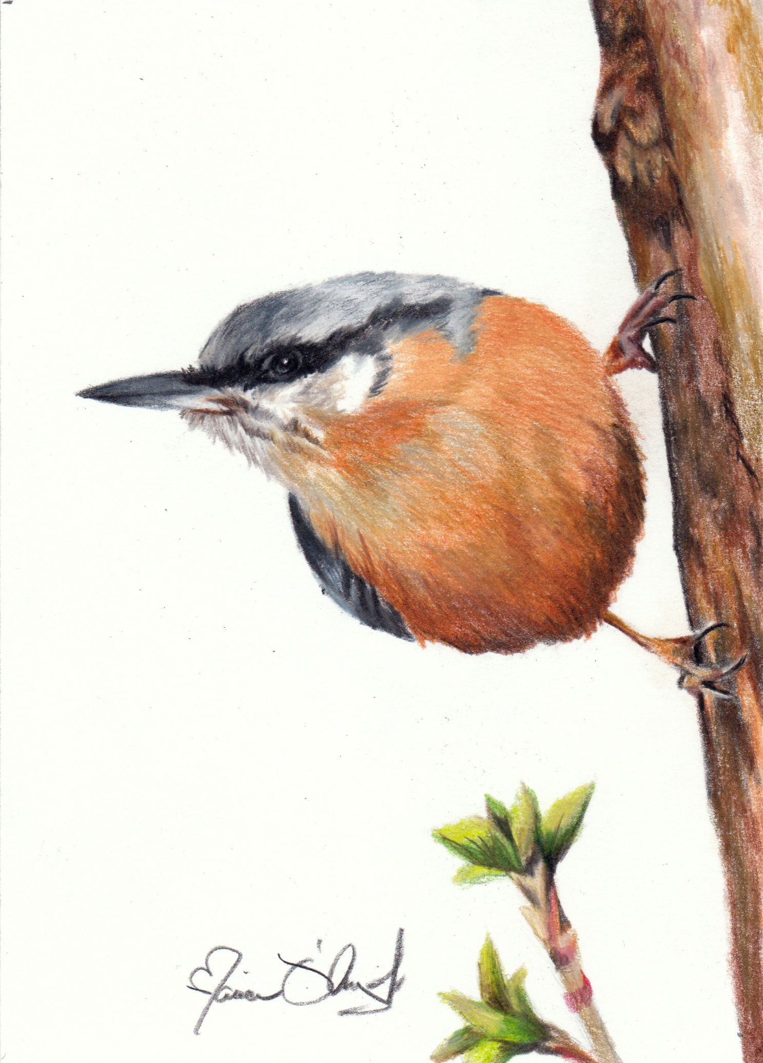 bird - red-breasted nuthatch