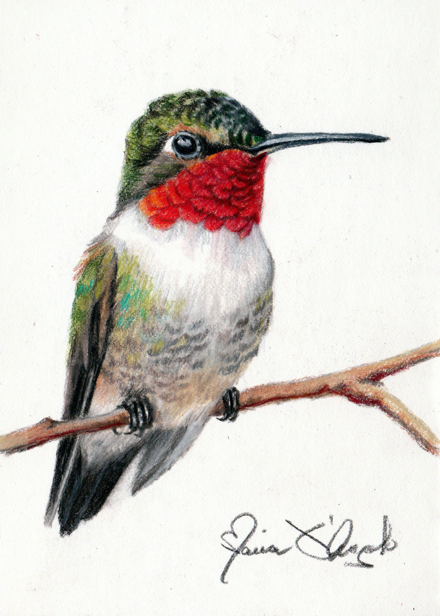 bird - ruby jewel