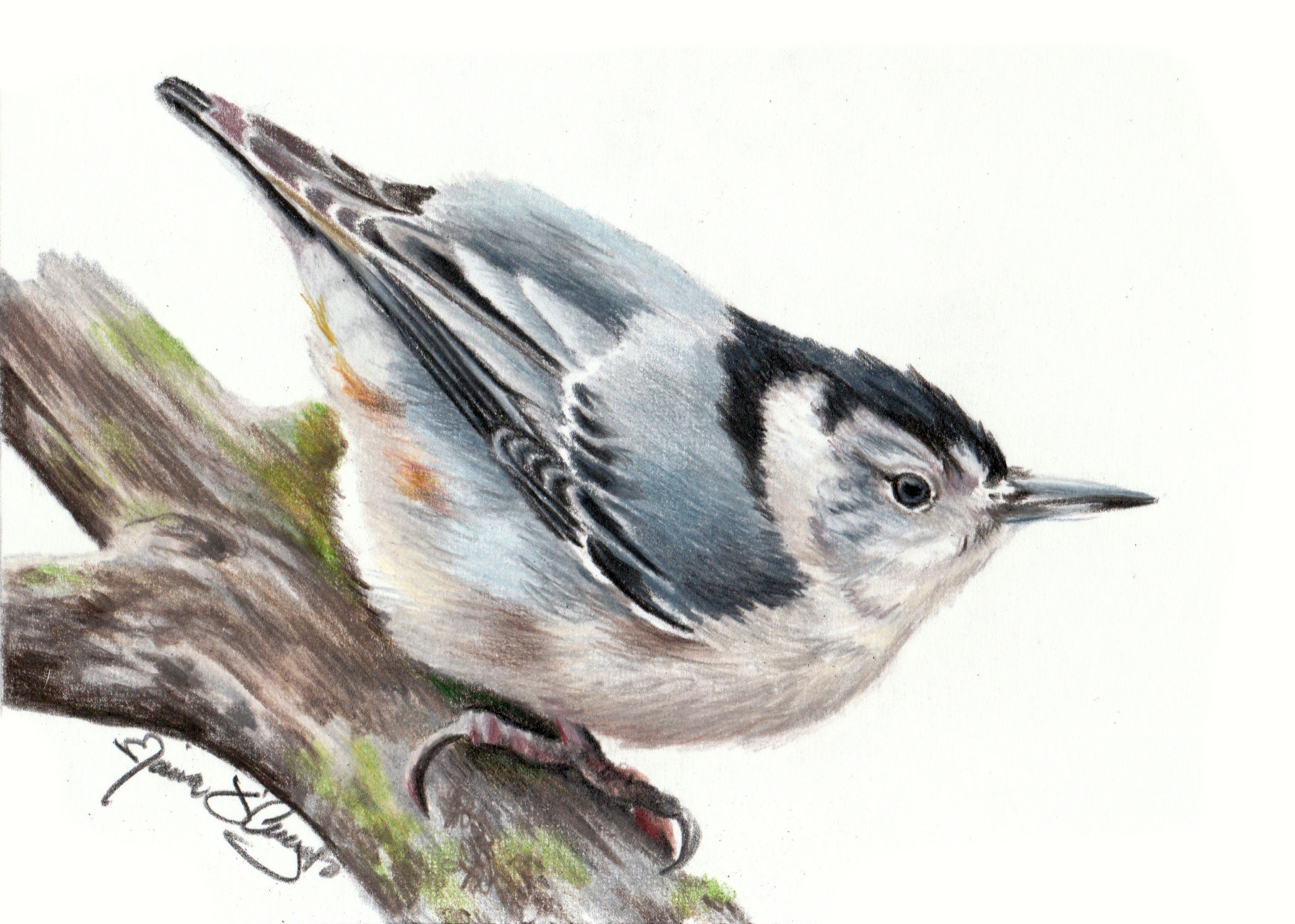 bird - white-breasted nuthatch