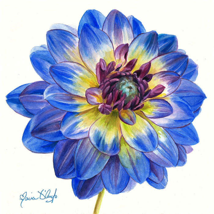 blue dahlia