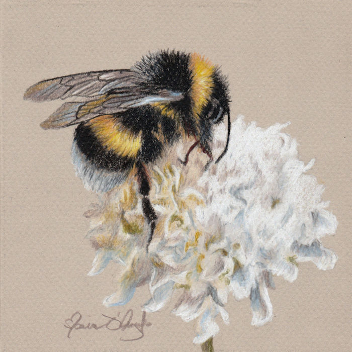 bumble white