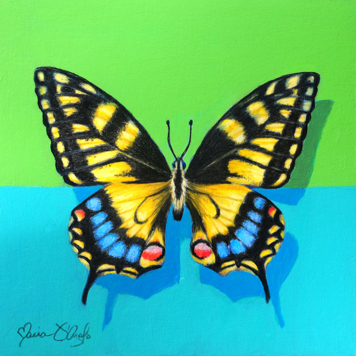 butterfly - Tiger Swallowtail
