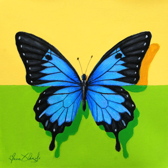 butterfly - blue morpho