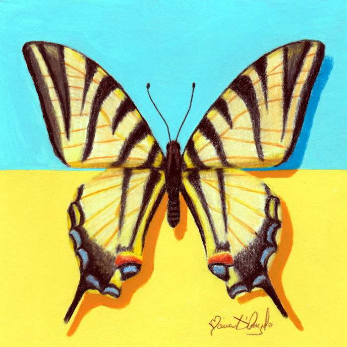 butterfly - polidarius