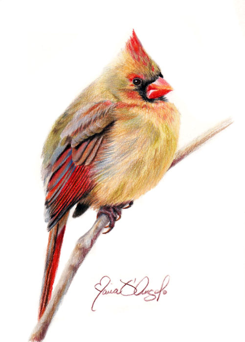 cardinal - female