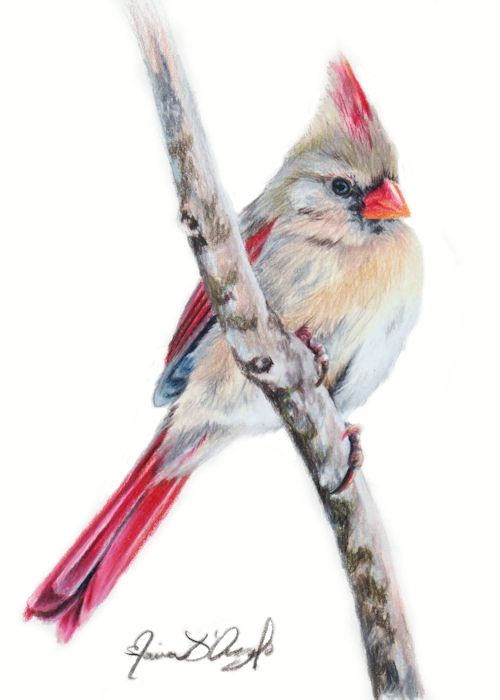 cardinal - female2
