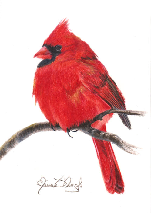 cardinal - male