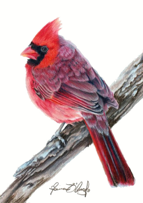 cardinal - male2