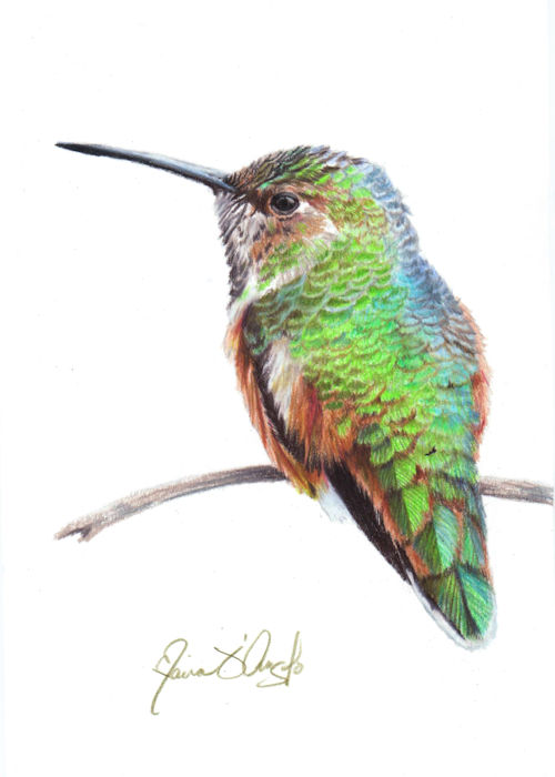 hummingbird - allens