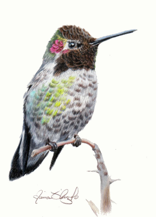 hummingbird - annas