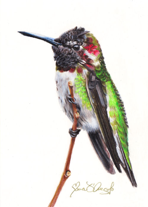 hummingbird - annas2