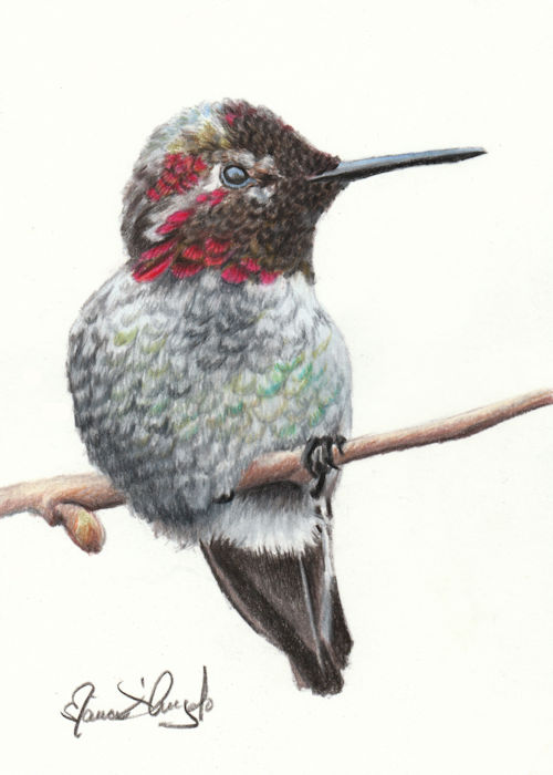 hummingbird - annas3