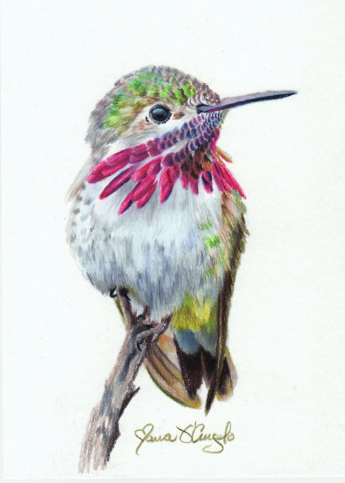 hummingbird - caliope