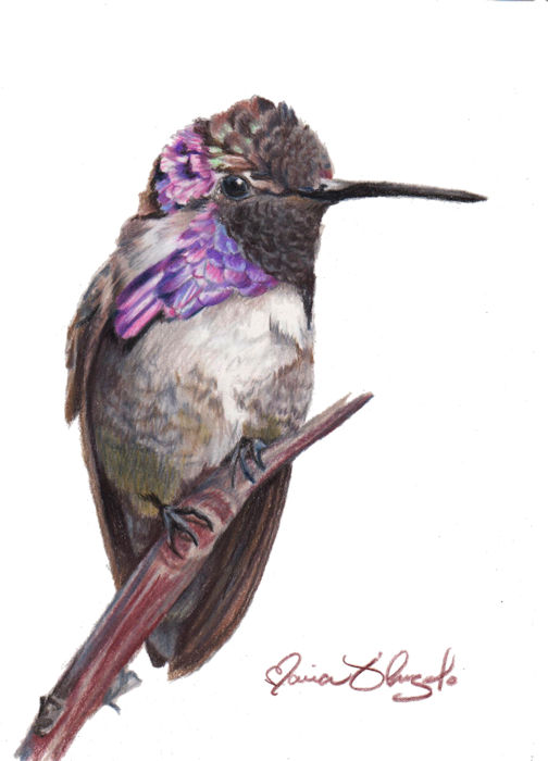 hummingbird - costas1