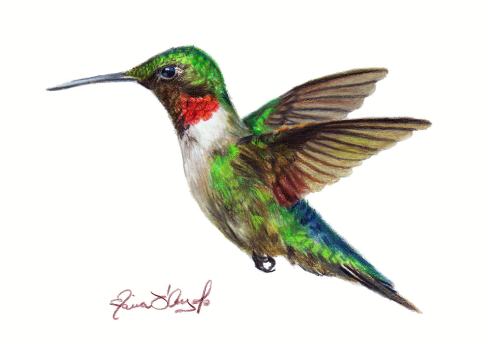 hummingbird - flying ruby
