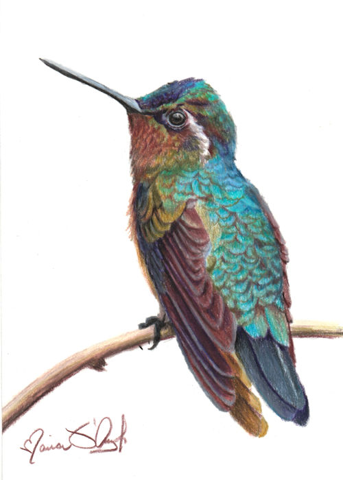 hummingbird - rivolis