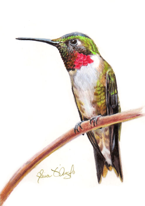 hummingbird - ruby-throated 2