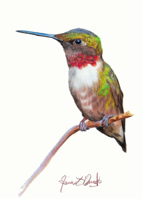 hummingbird - ruby-throated