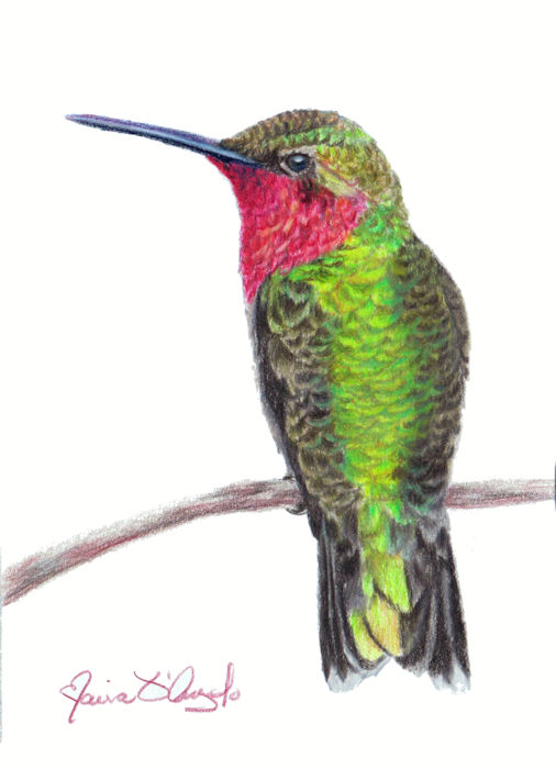 hummingbird - ruby-throated3