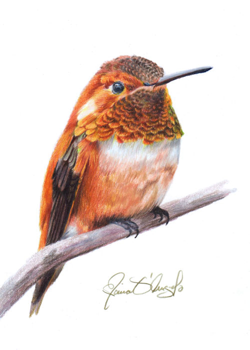 hummingbird - rufous 3
