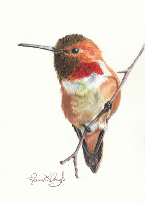 hummingbird - rufous 4