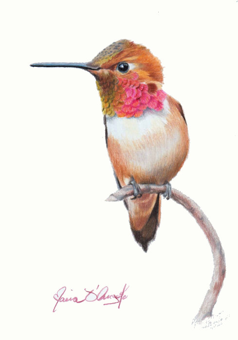 hummingbird - rufous