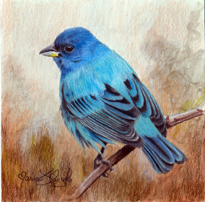 indigo bunting