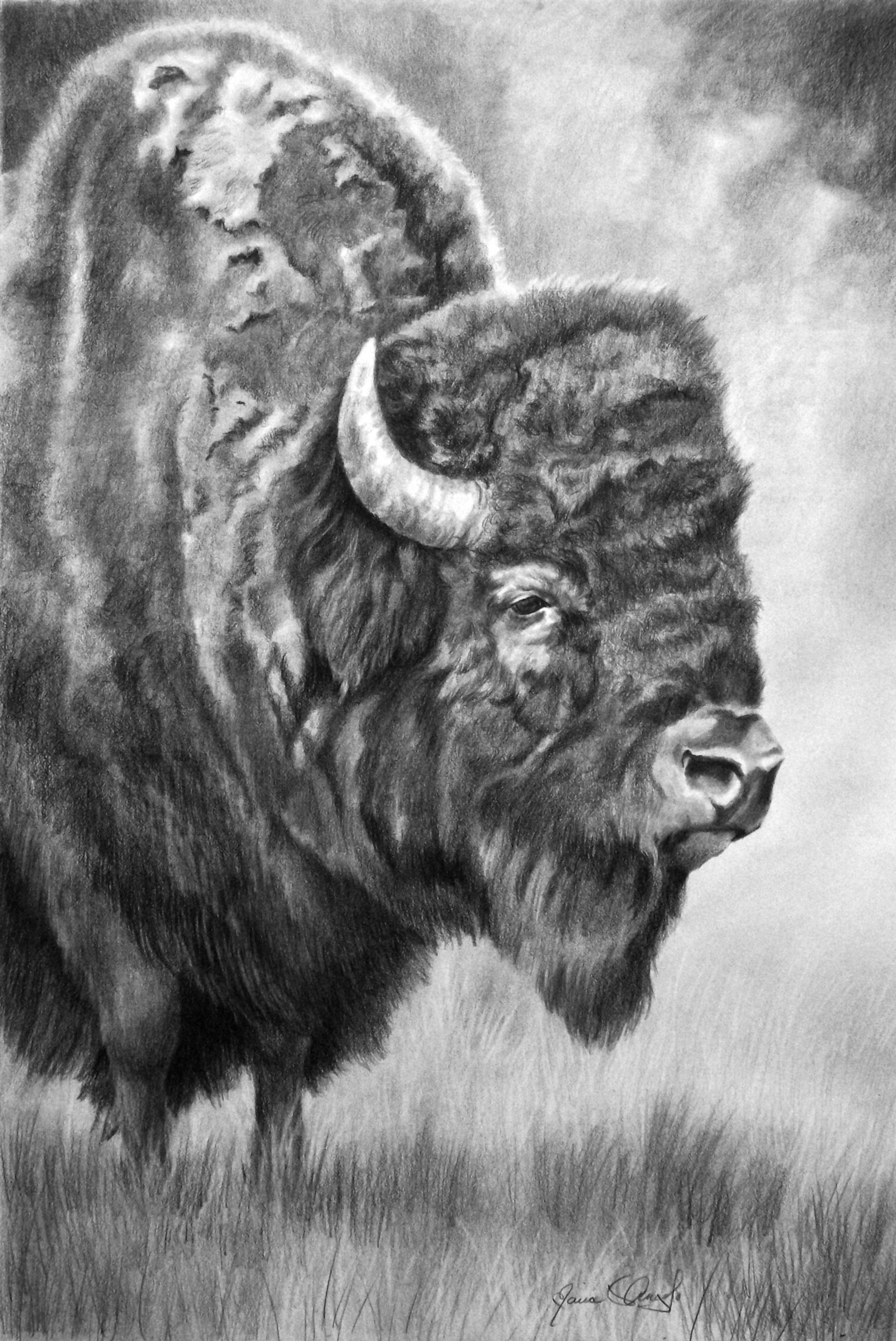 numu kutsuu - sacred buffalo