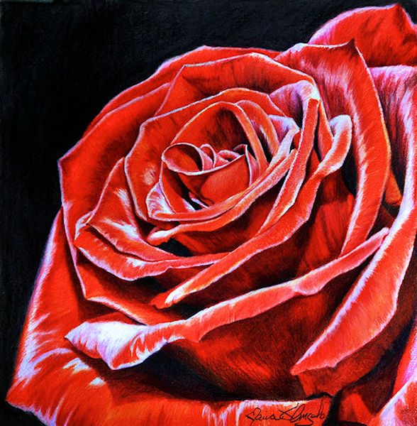 red rose