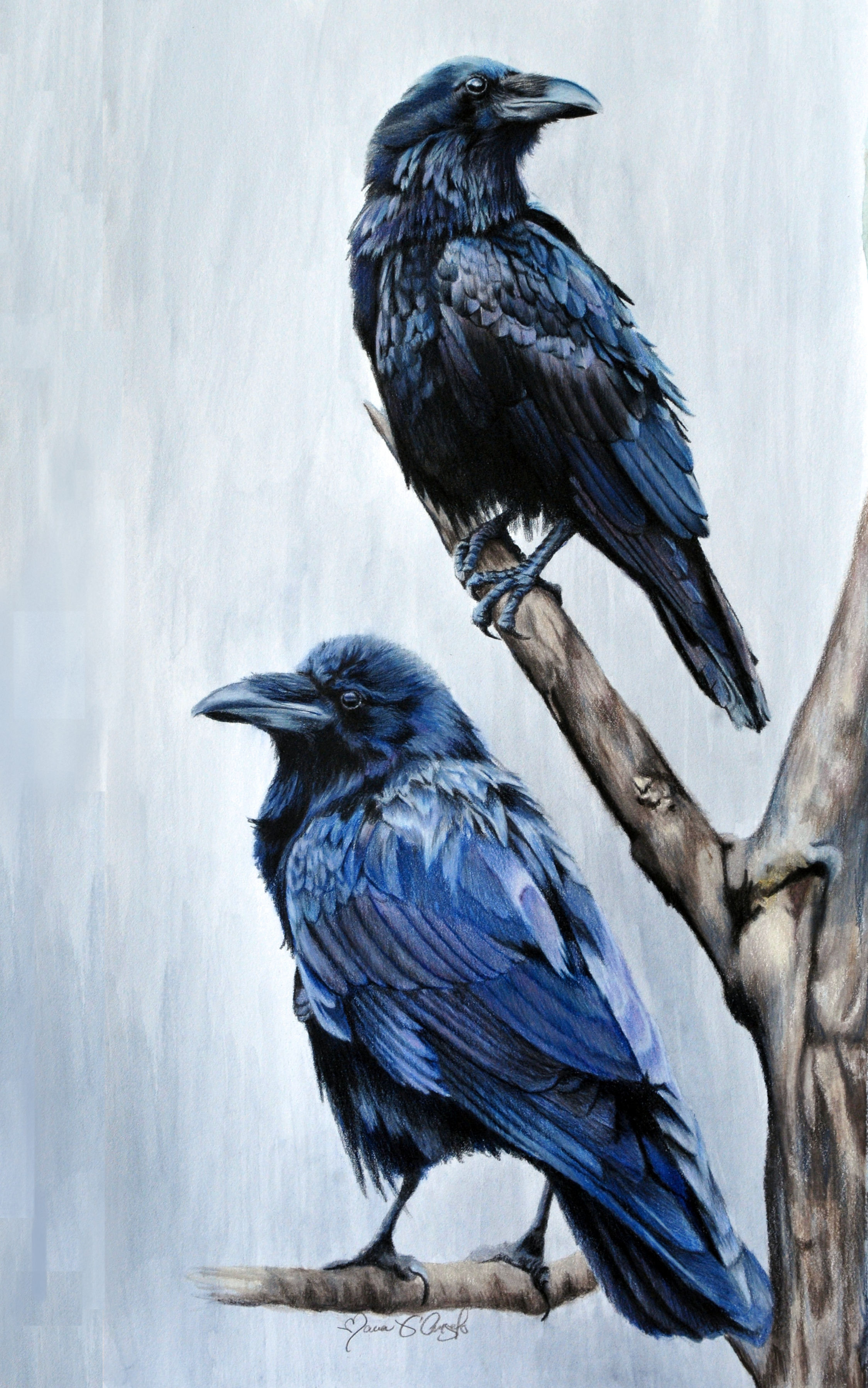 two ravens print