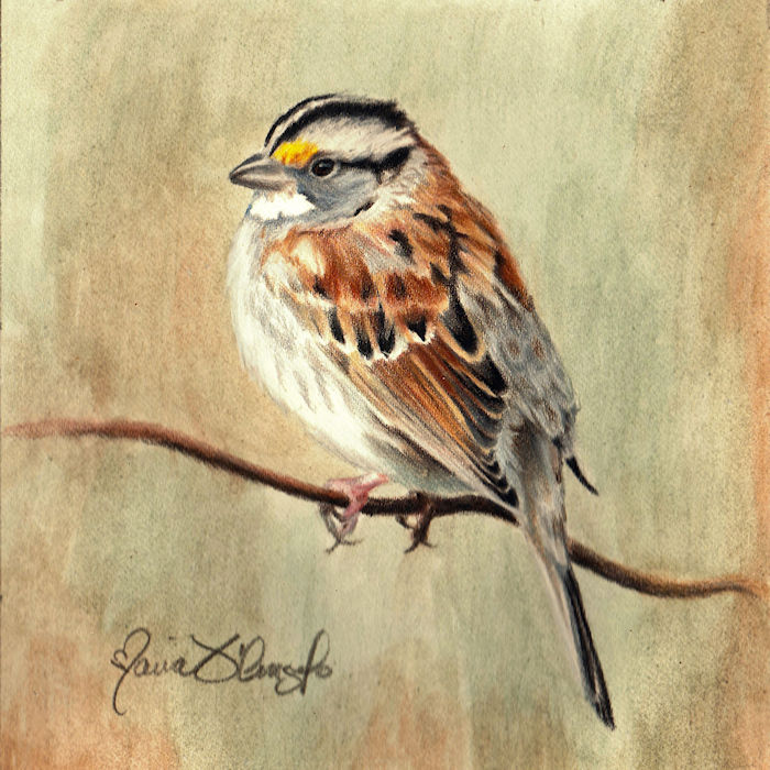 white throated sparrow